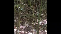 Angela White - Afternoon Hike In Australia And Got Caught By Public